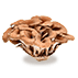 Maitake Mushroom