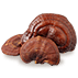 Reishi Mushroom