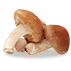 Shiitake Mushroom